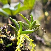 Octarrhena parvula Thwaites
